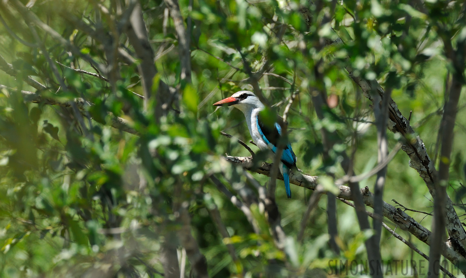 Halcyon cyanoleuca [550 mm, 1/800 Sek. bei f / 10, ISO 1600]